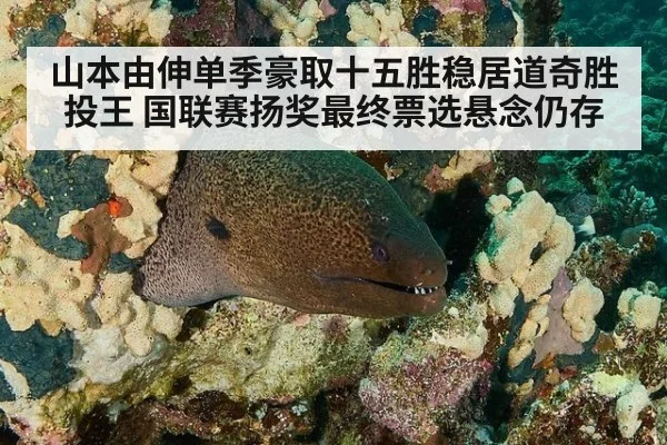 山本由伸单季豪取十五胜稳居道奇胜投王 国联赛扬奖最终票选悬念仍存